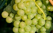 2009 Scheurebe Spätlese, Pfeffingen