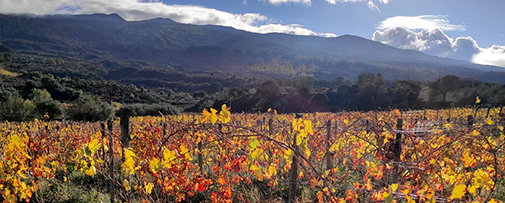 Nerello Mascalese - Tenuta di Aglaea