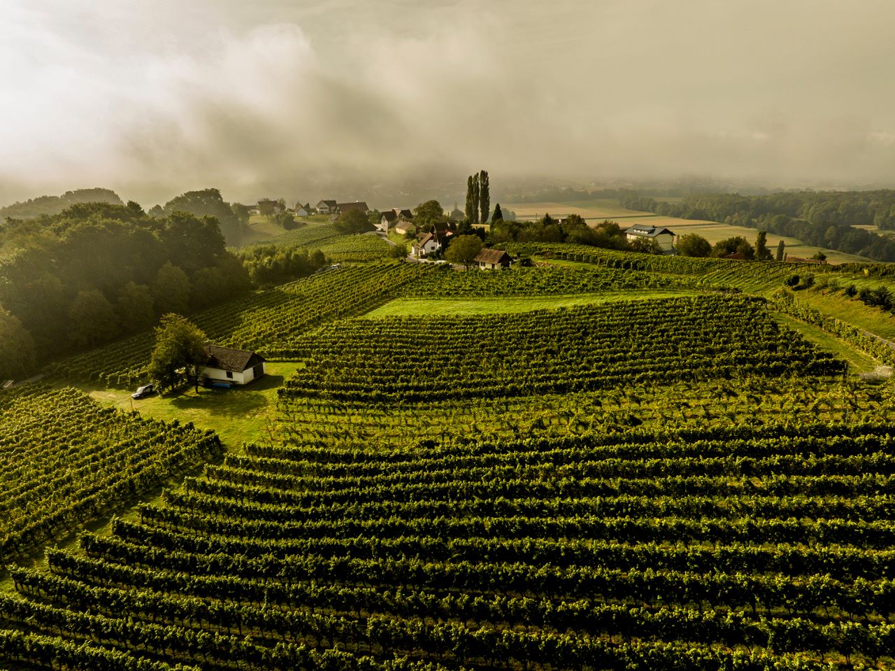Biohof Kobatl Weinberge von Michael Gangl