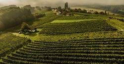 Weine aus der Steiermark