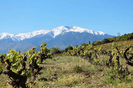 Mas Llossanes in den Bergen des Roussillon