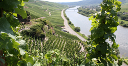 Weine von der Mosel und Saar