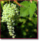 Prosecco-Traube