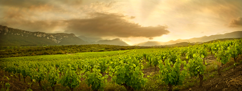 Weine aus dem Roussillon von Karl Kerler Weinversand