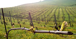 Cascina Val del Prete, Roero