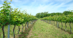 Weine aus dem Weinviertel